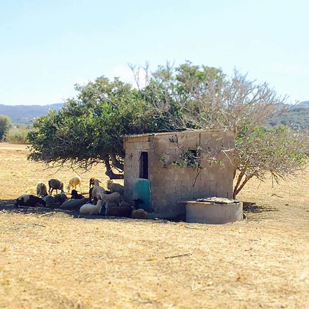 Goats escaping from the sun - Greece
