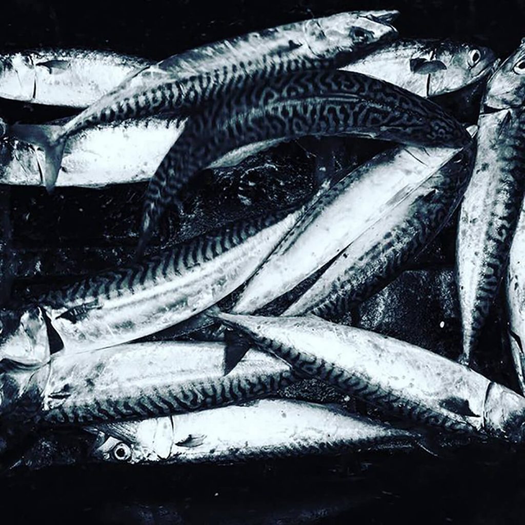 Fresh Mackerel fish catch - Co. Donegal