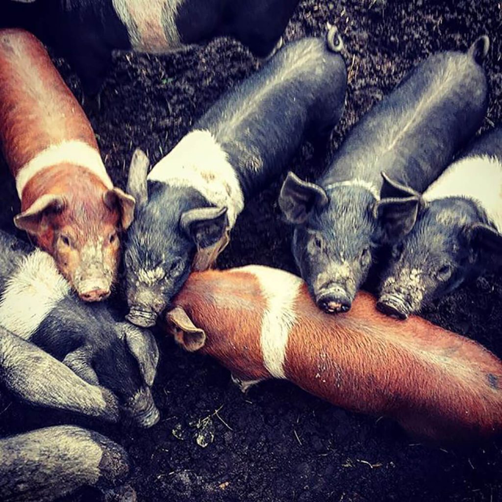 Piglets at feeing time - Southfield Burnley