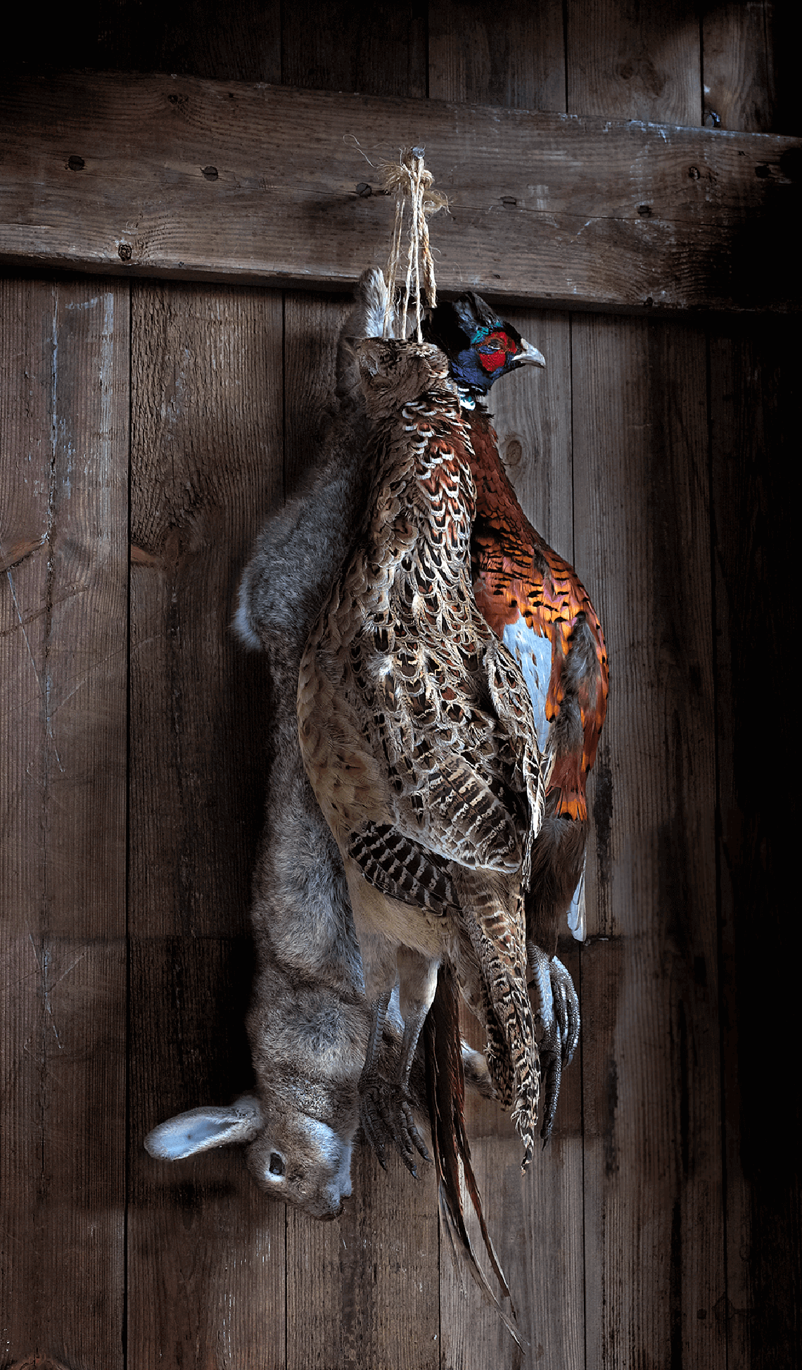 After the hunt - Trio brace of rabbit & pheasant