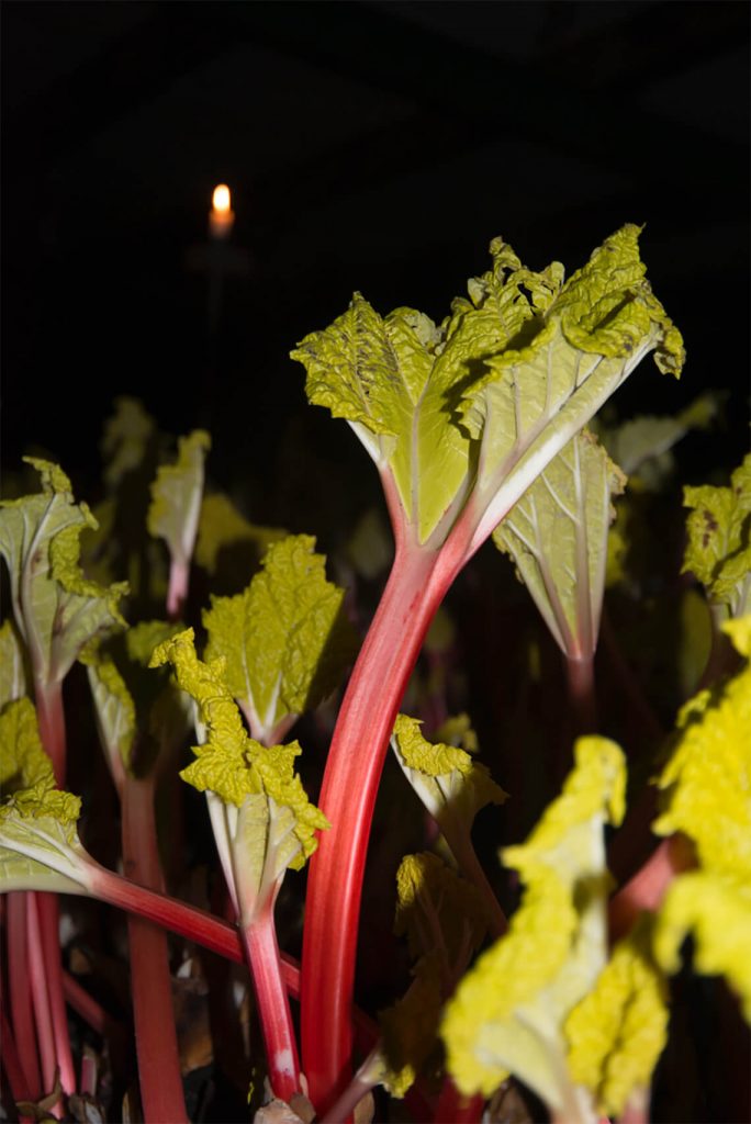 Rhubarb Stalk at Rhubarb farm